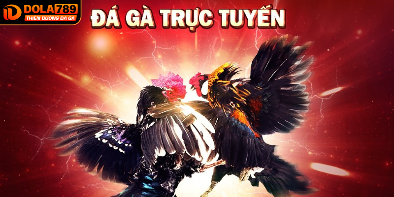 Thông tin sơ lược về sảnh đá gà DOLA789